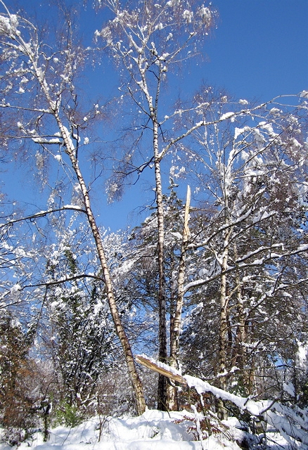 IMG_1979.jpg